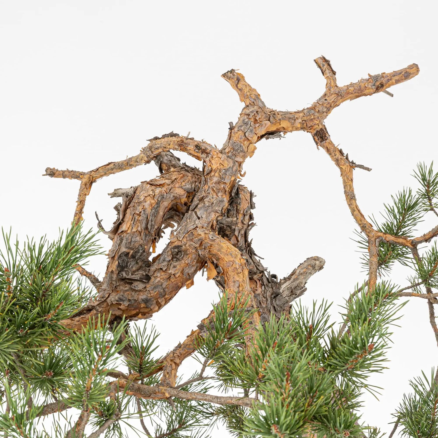Pinus Sylvestris