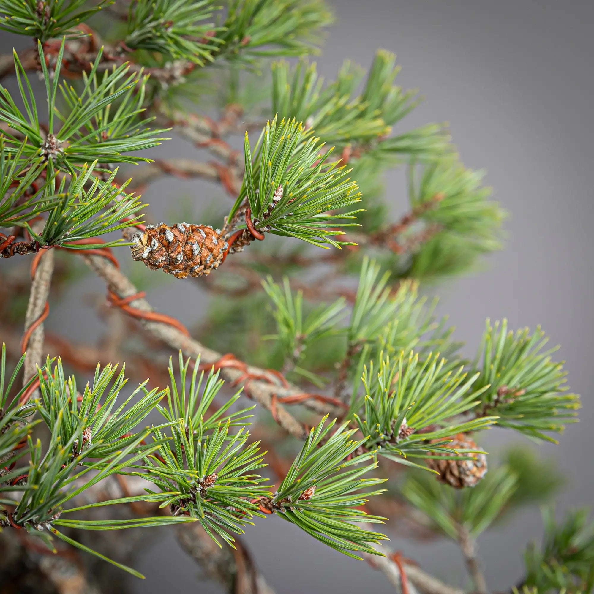 Detalle de piñas de bonsai yamadori de pinus sylvestris