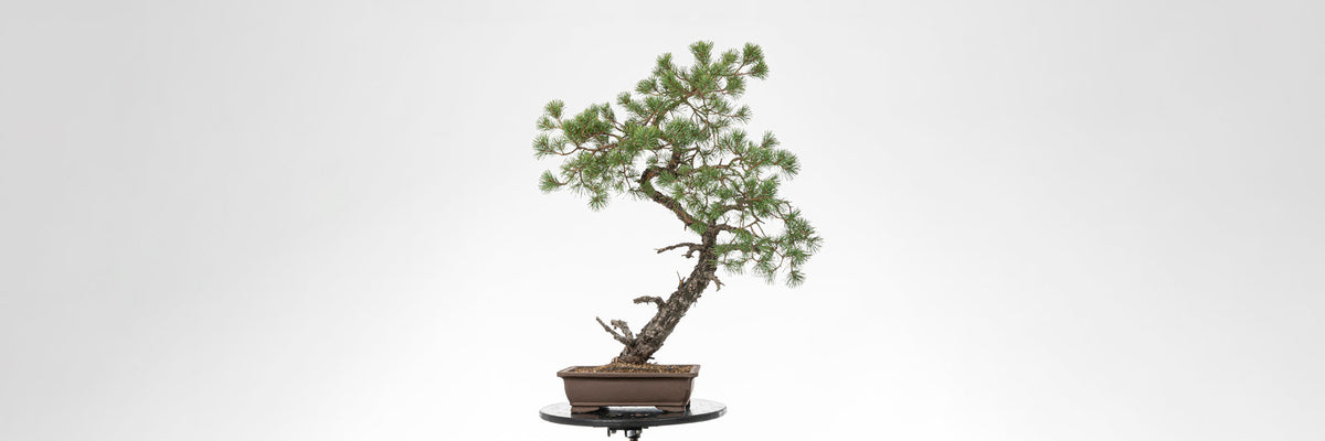Cara trasera de bonsai yamadori de pino silvestre