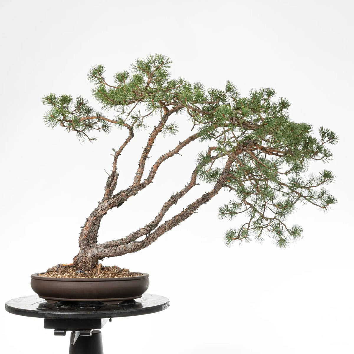 Cara trasera de bonsai yamadori de pino silvestre