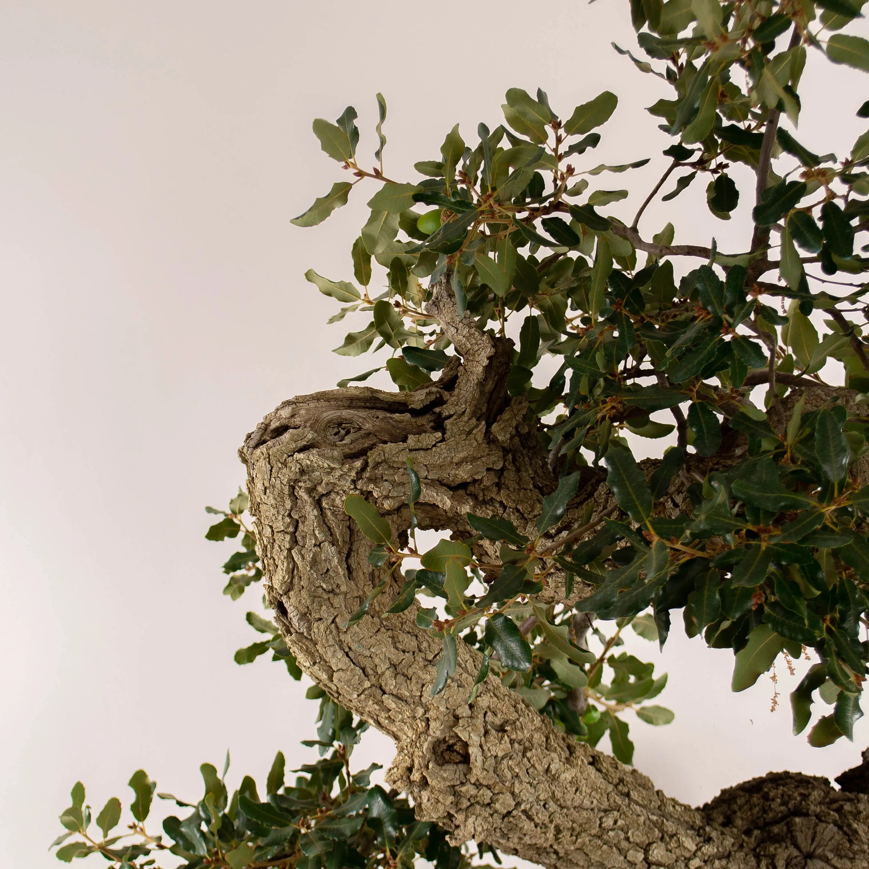 Quercus Faginea