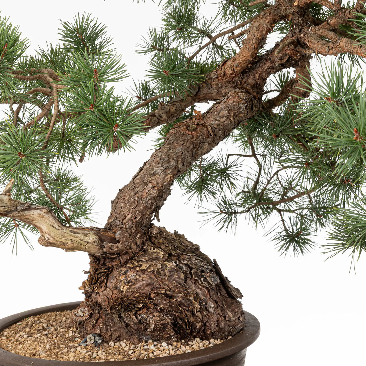 Detalle de tronco y base de bonsai de pinus silvestris