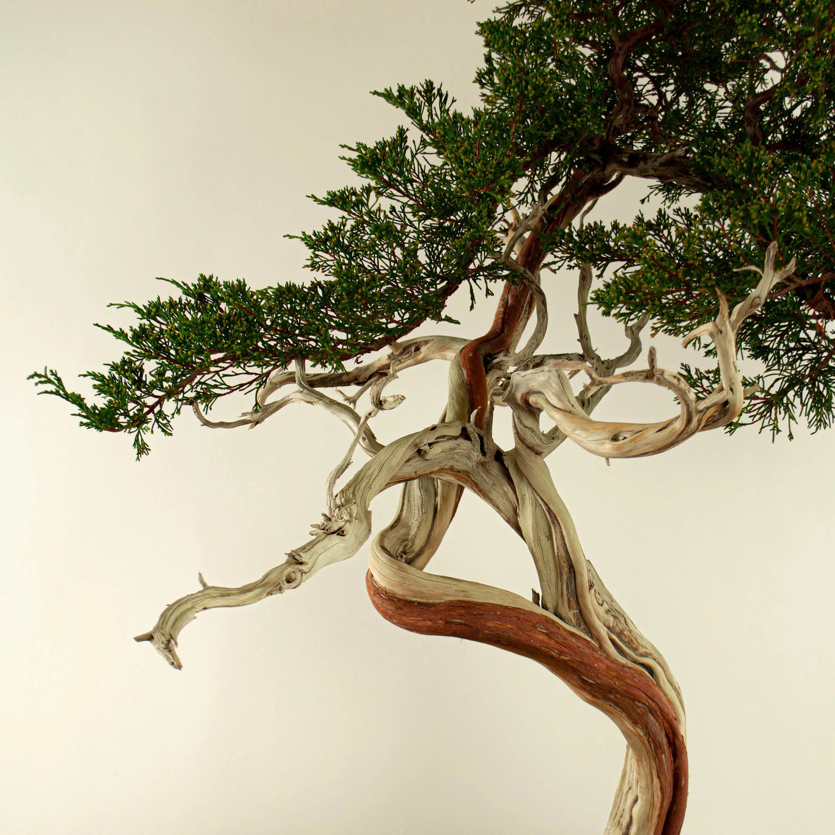 Juniperus Sabina