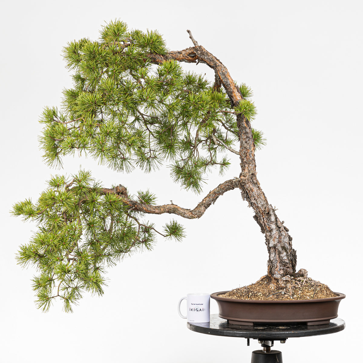 Bonsaï "Bunjin Double Cime" - Pin sylvestre (Pinus sylvestris)