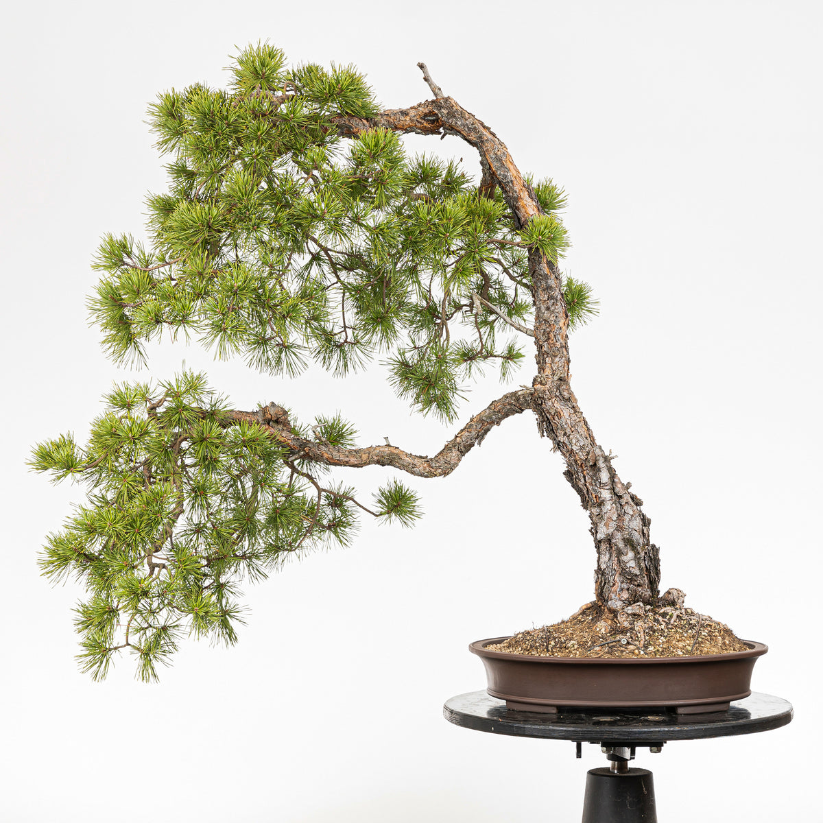 Bonsaï "Bunjin Double Cime" - Pin sylvestre (Pinus sylvestris)
