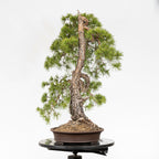 Bonsaï "Bunjin Double Cime" - Pin sylvestre (Pinus sylvestris)