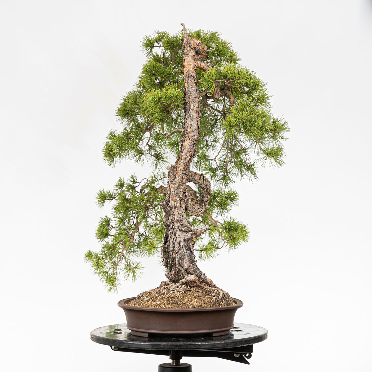Bonsaï "Bunjin Double Cime" - Pin sylvestre (Pinus sylvestris)