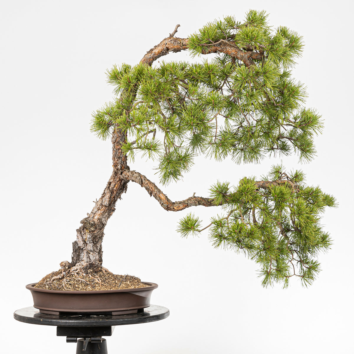 Bonsaï "Bunjin Double Cime" - Pin sylvestre (Pinus sylvestris)