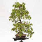 Bonsaï "Bunjin Double Cime" - Pin sylvestre (Pinus sylvestris)