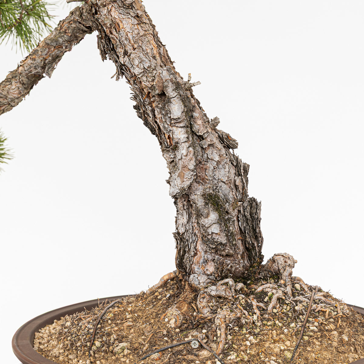 Bonsaï "Bunjin Double Cime" - Pin sylvestre (Pinus sylvestris)