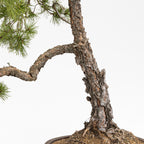 Bonsaï "Bunjin Double Cime" - Pin sylvestre (Pinus sylvestris)