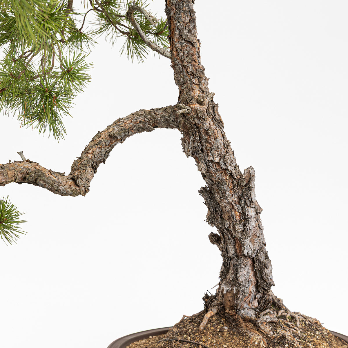 Bonsaï "Bunjin Double Cime" - Pin sylvestre (Pinus sylvestris)