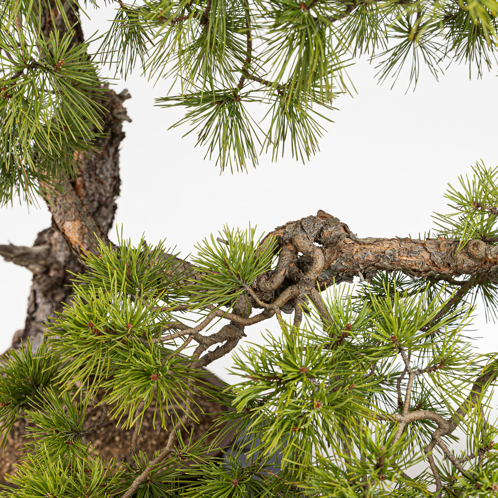 Bonsaï "Bunjin Double Cime" - Pin sylvestre (Pinus sylvestris)