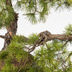 Bonsaï "Bunjin Double Cime" - Pin sylvestre (Pinus sylvestris)
