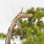 Bonsaï "Bunjin Double Cime" - Pin sylvestre (Pinus sylvestris)