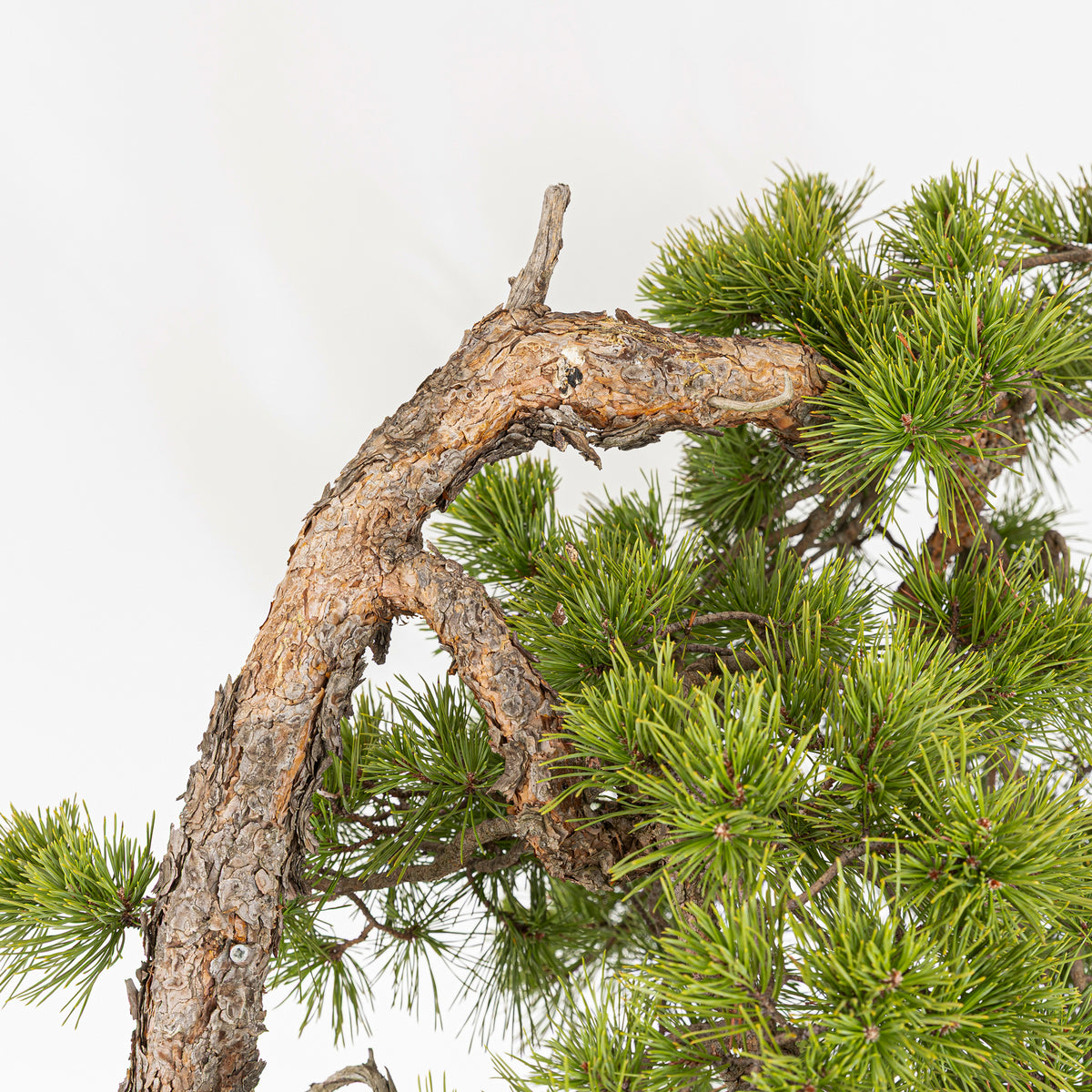 Bonsaï "Bunjin Double Cime" - Pin sylvestre (Pinus sylvestris)