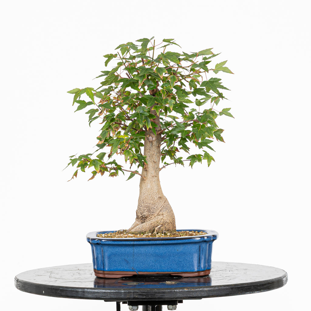 Bonsái - Arce Tridente Japonés (Acer buergerianum)