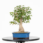 Bonsái - Arce Tridente Japonés (Acer buergerianum)