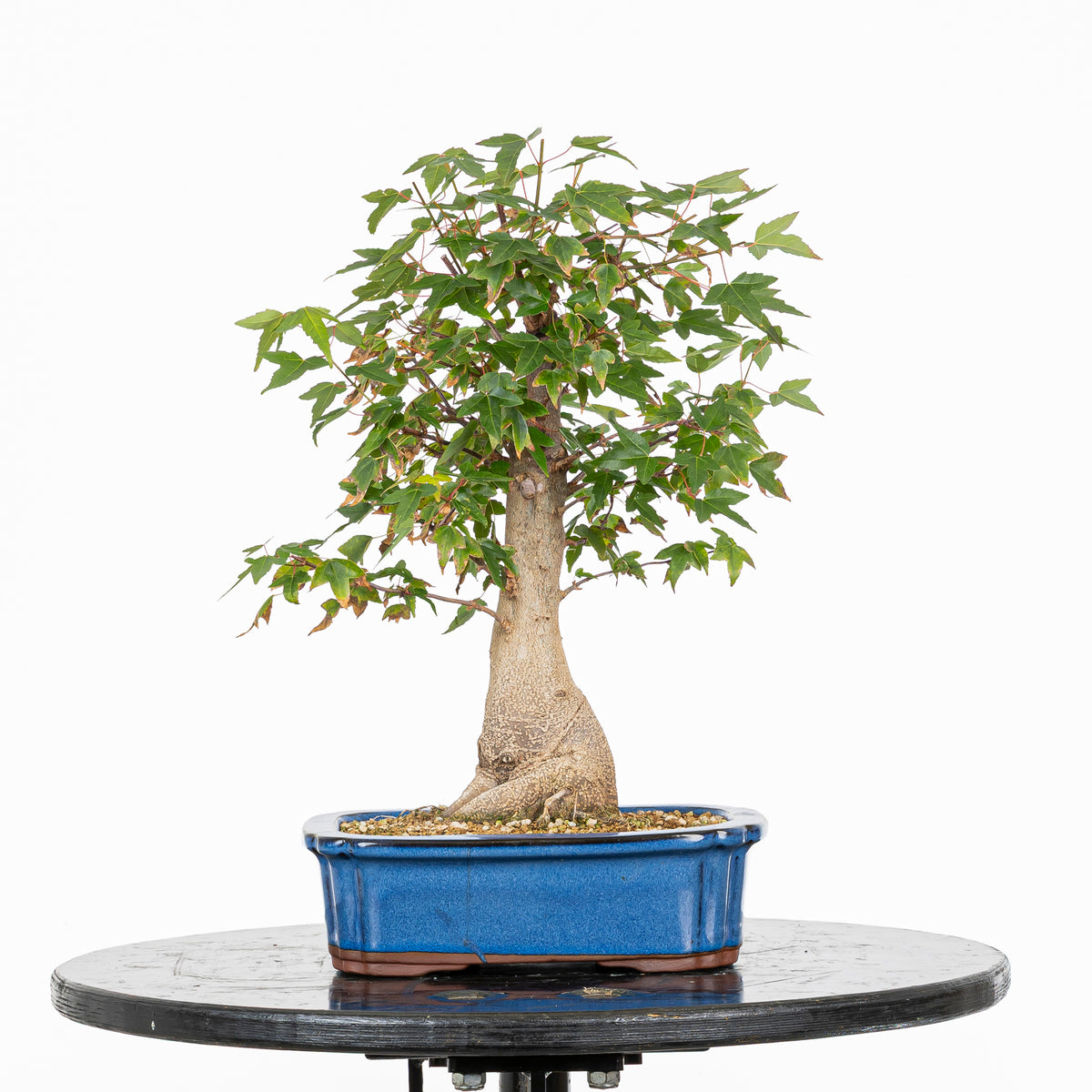 Bonsái - Arce Tridente Japonés (Acer buergerianum)