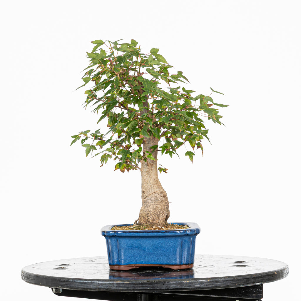 Bonsái - Arce Tridente Japonés (Acer buergerianum)