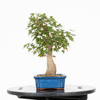 Bonsái - Arce Tridente Japonés (Acer buergerianum)