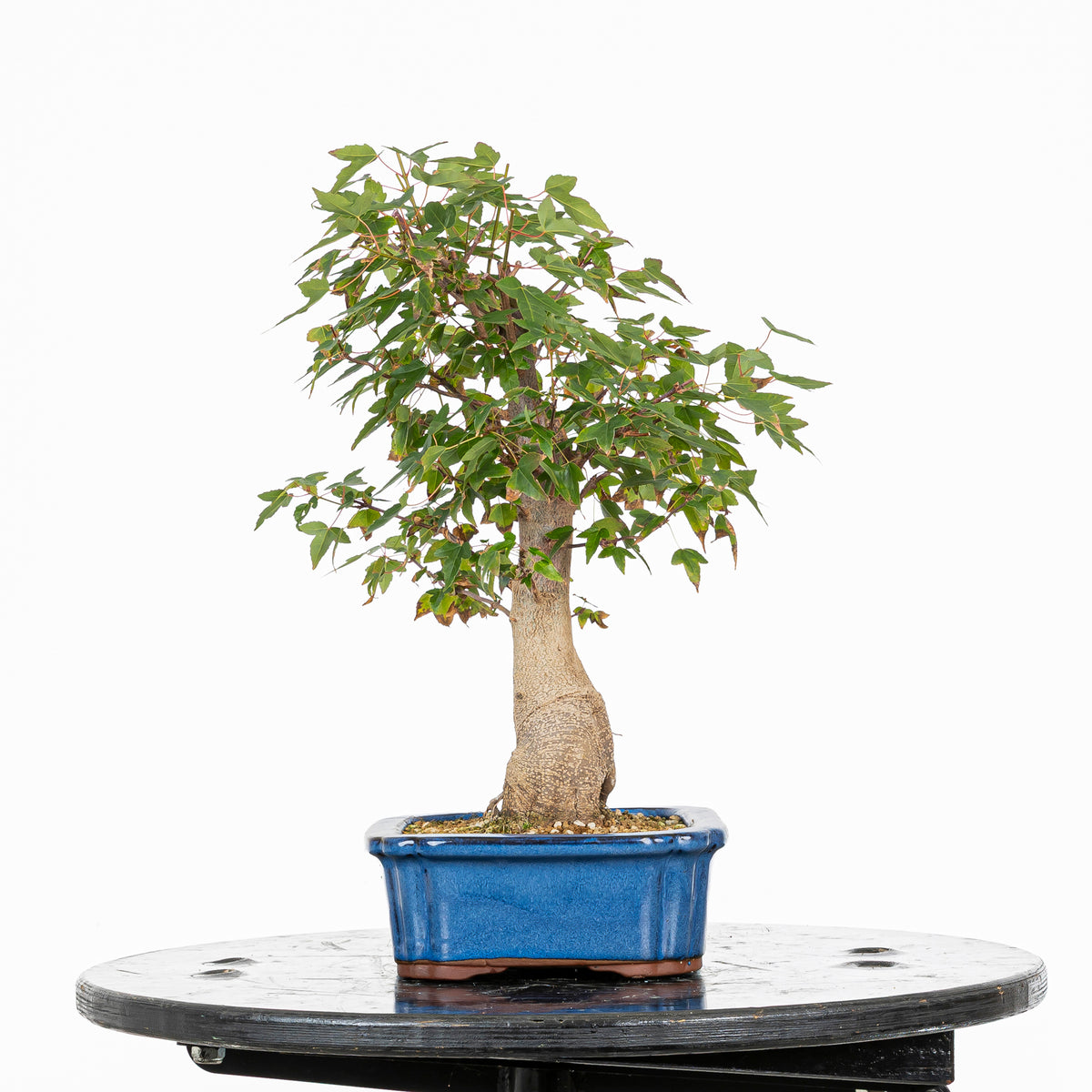 Bonsái - Arce Tridente Japonés (Acer buergerianum)