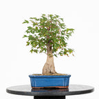 Bonsái - Arce Tridente Japonés (Acer buergerianum)