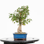 Bonsái - Arce Tridente Japonés (Acer buergerianum)