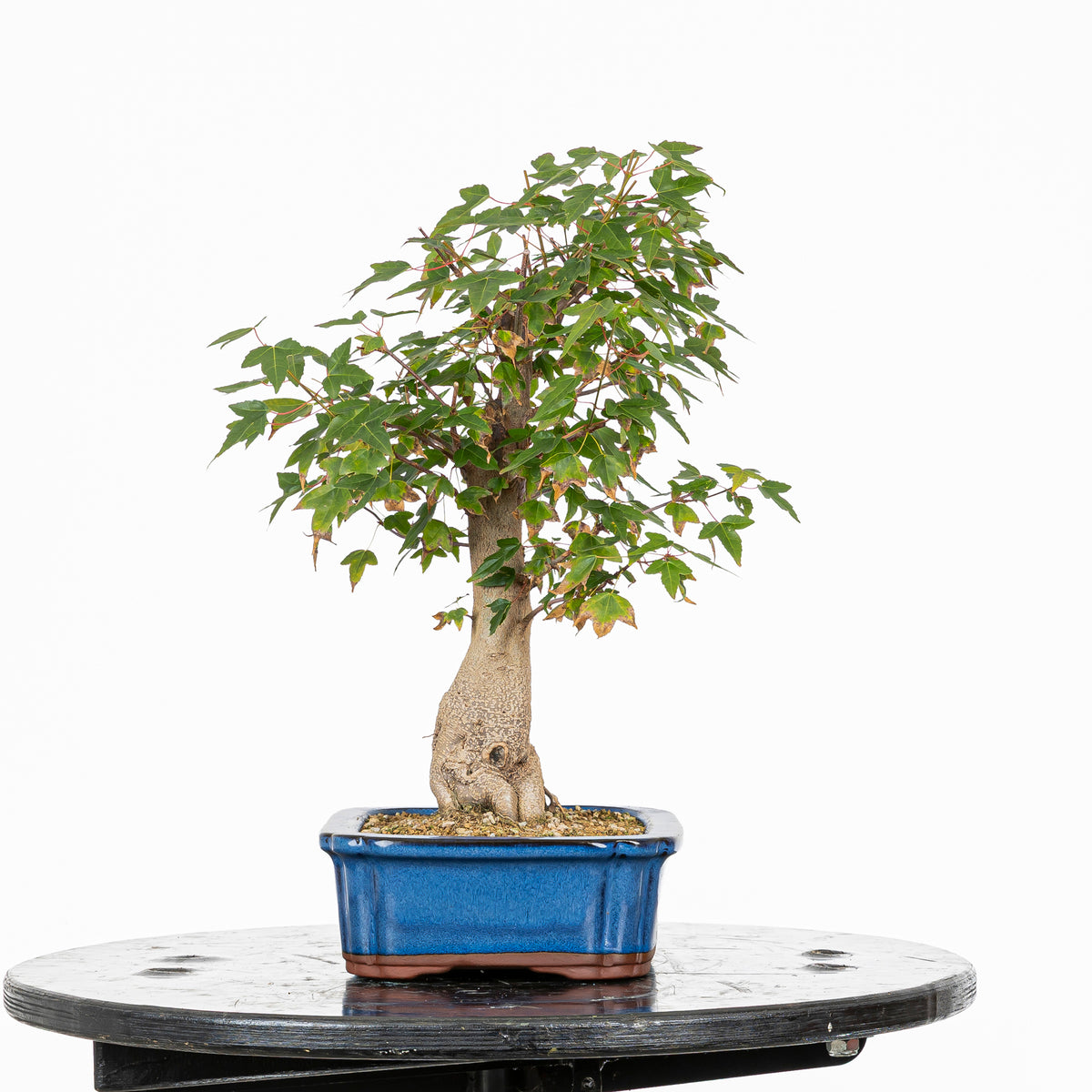 Bonsái - Arce Tridente Japonés (Acer buergerianum)