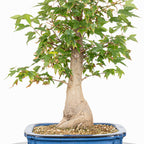 Bonsái - Arce Tridente Japonés (Acer buergerianum)
