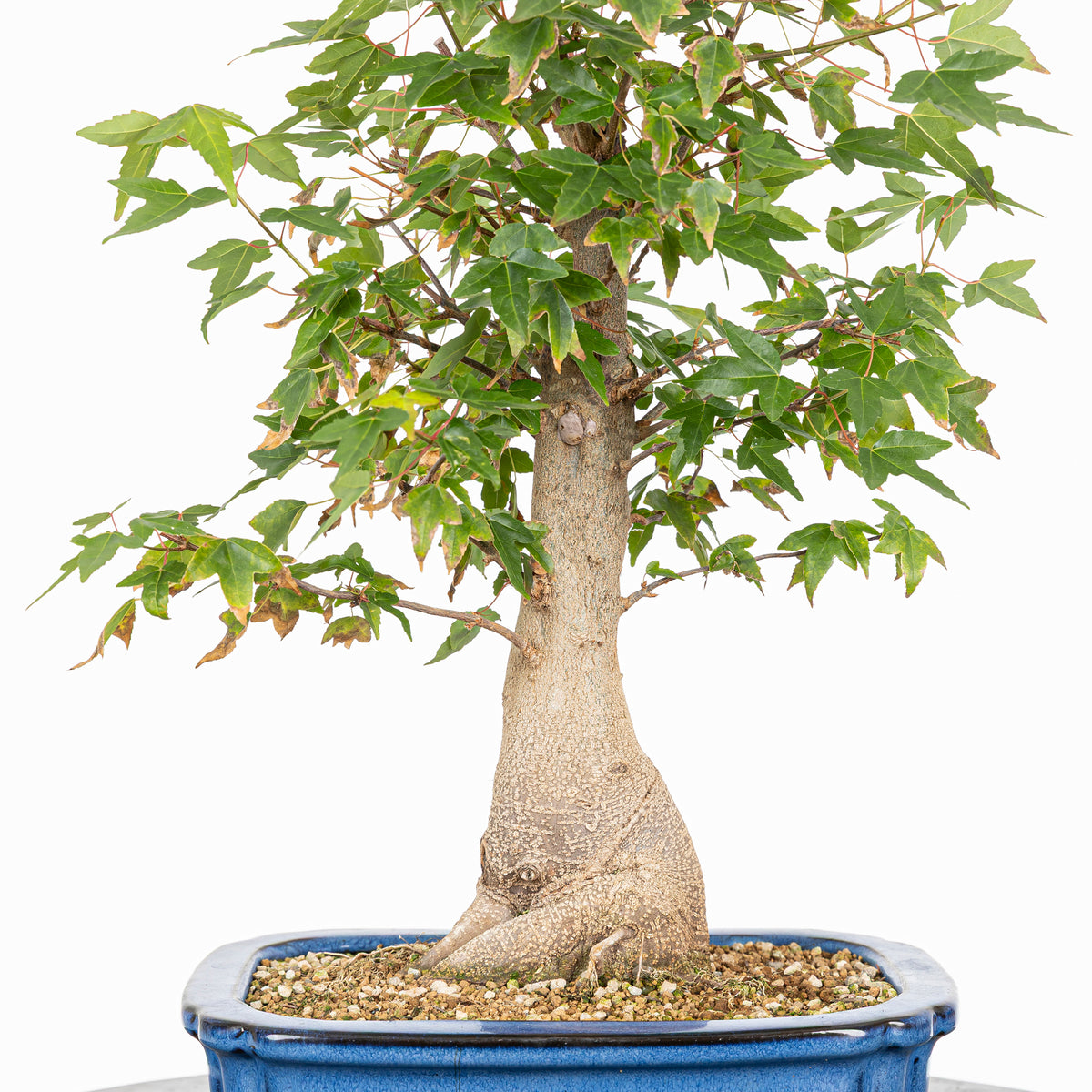 Bonsái - Arce Tridente Japonés (Acer buergerianum)