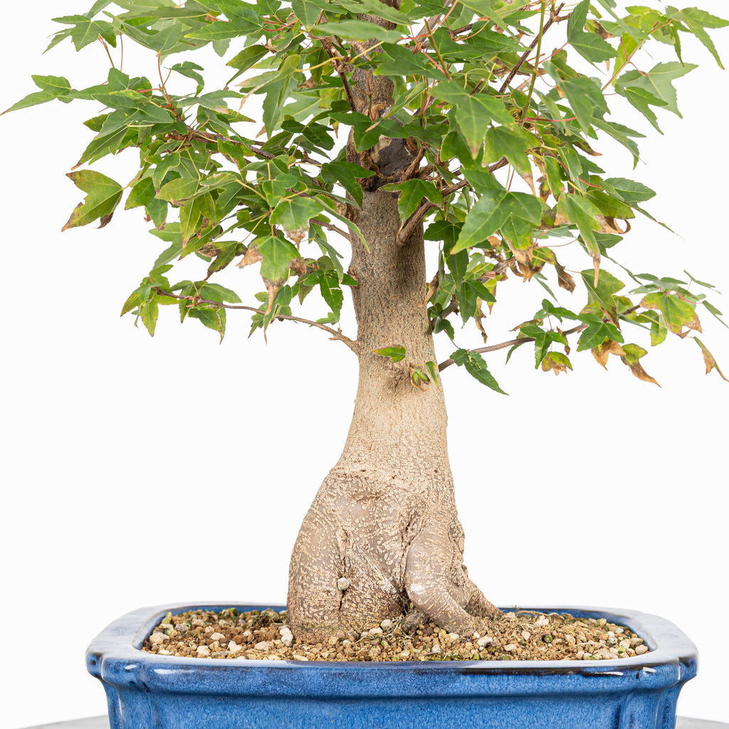 Bonsái - Arce Tridente Japonés (Acer buergerianum)