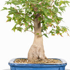 Bonsái - Arce Tridente Japonés (Acer buergerianum)