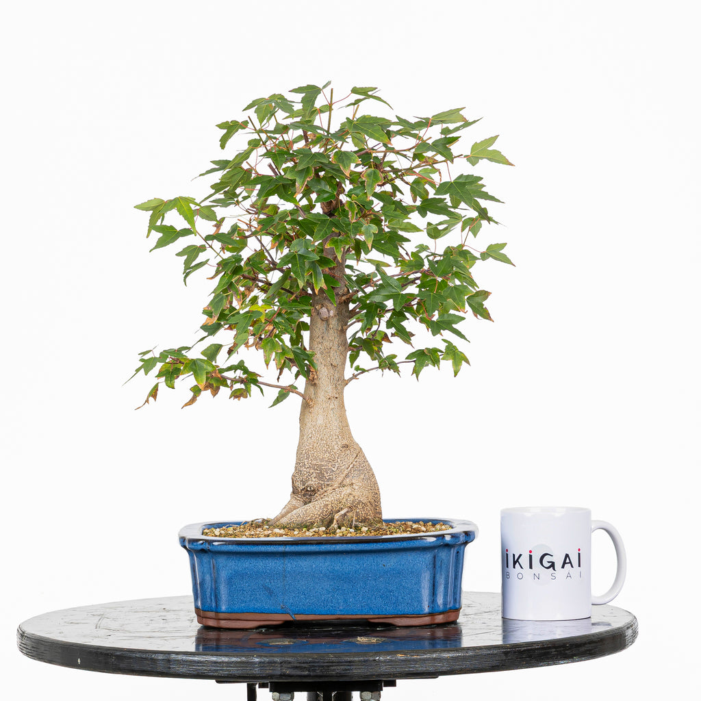 Bonsái - Arce Tridente Japonés (Acer buergerianum)