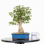 Bonsái - Arce Tridente Japonés (Acer buergerianum)