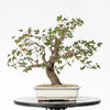 ACER MONSPESSULANUM