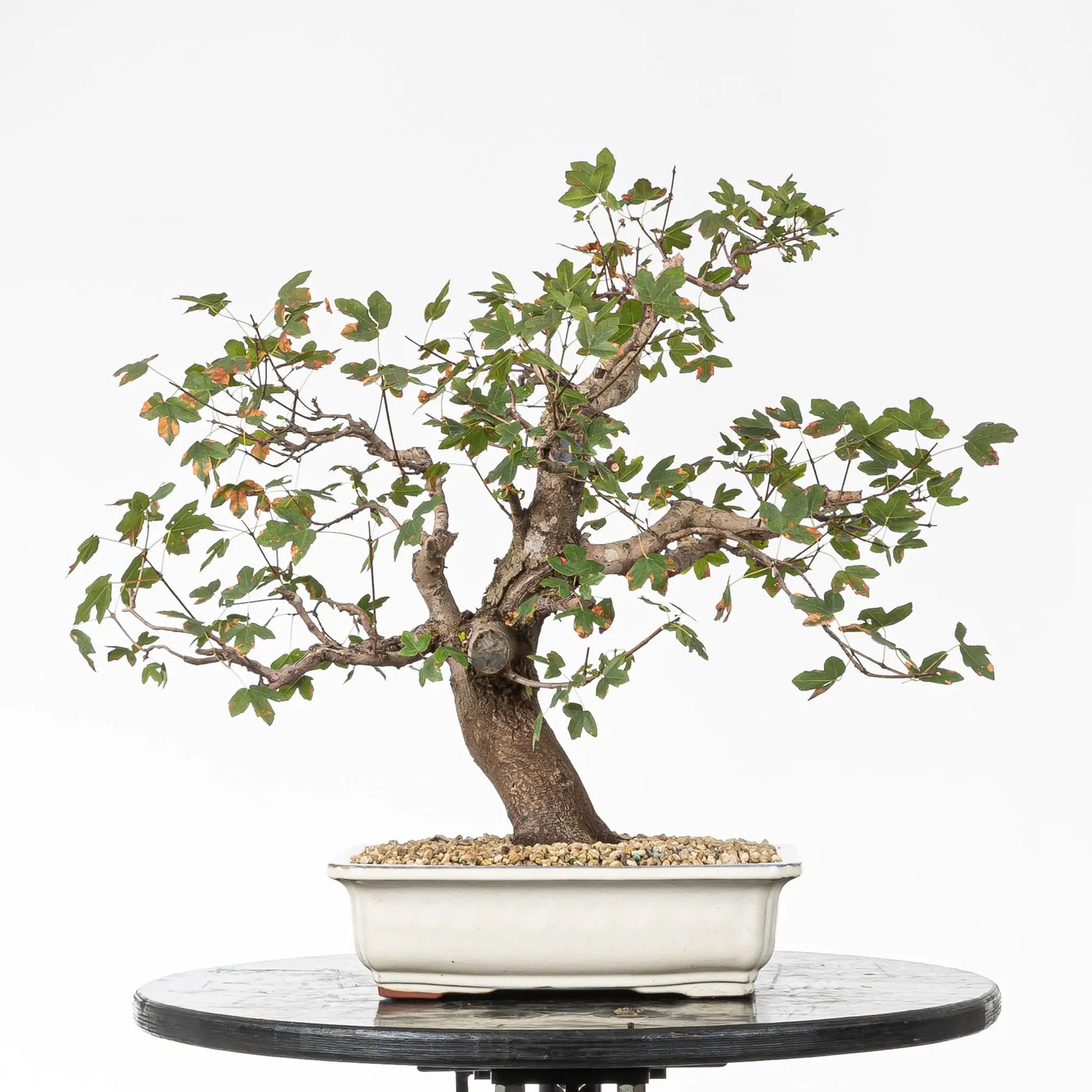 Frente de bonsái de arce de montpellier estilo moyogi y tamaño shohin