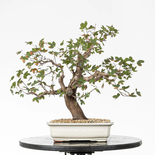 Frente de bonsái de arce de montpellier estilo moyogi y tamaño shohin