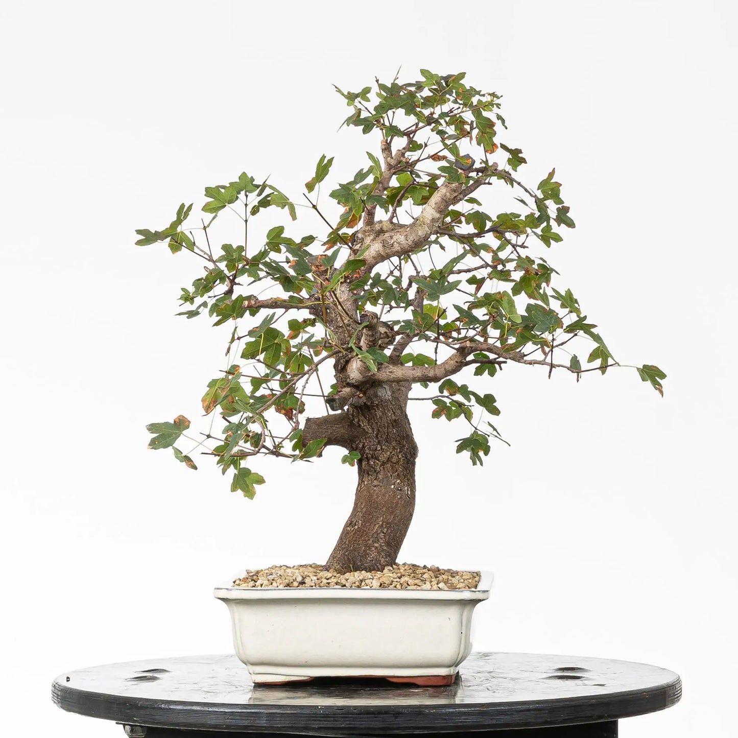 Cara izquierda derecha de bonsái de arce montpellier