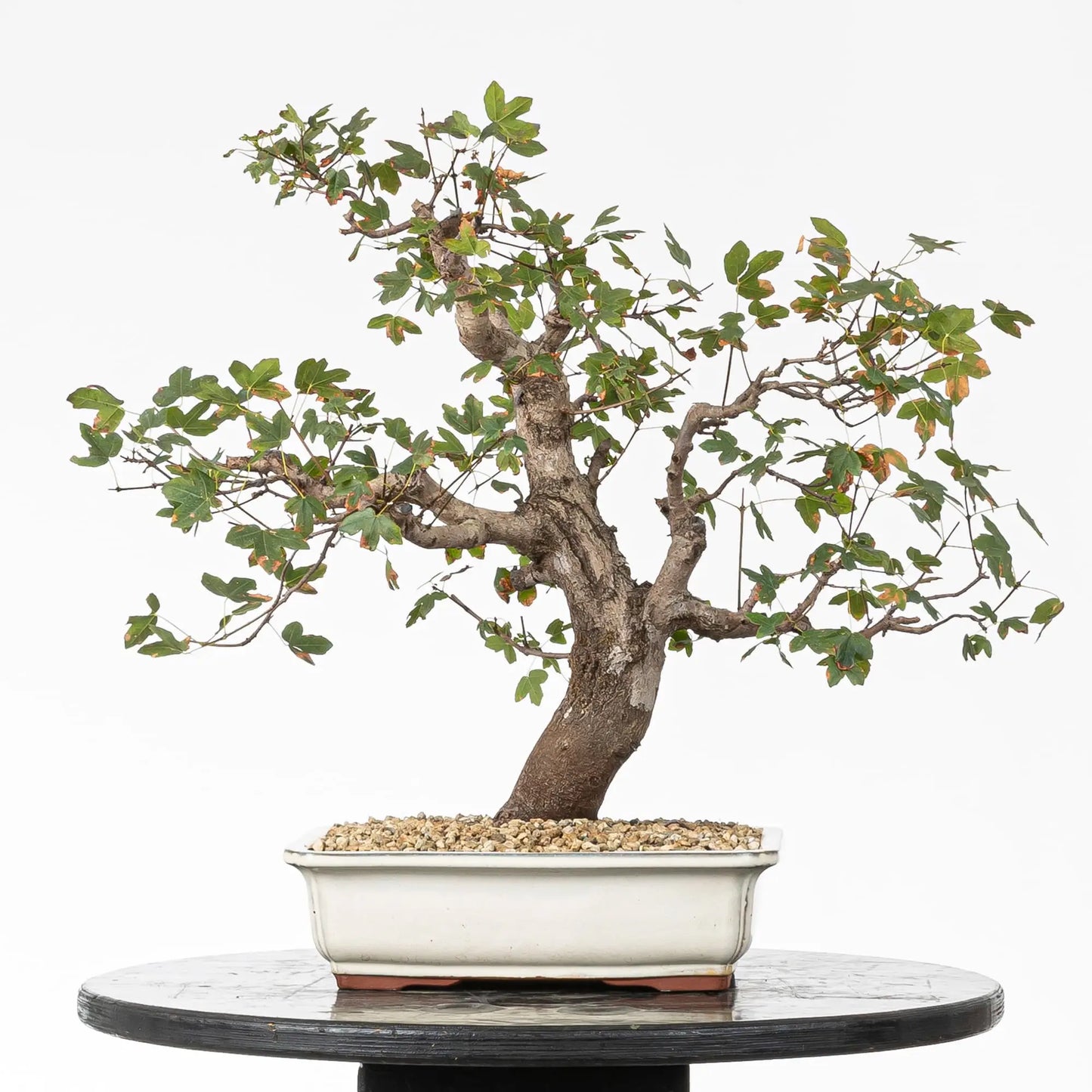 Cara trasera de arce de montpellier