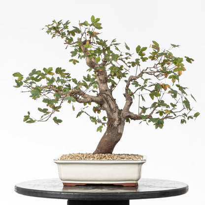 Cara trasera de arce de montpellier