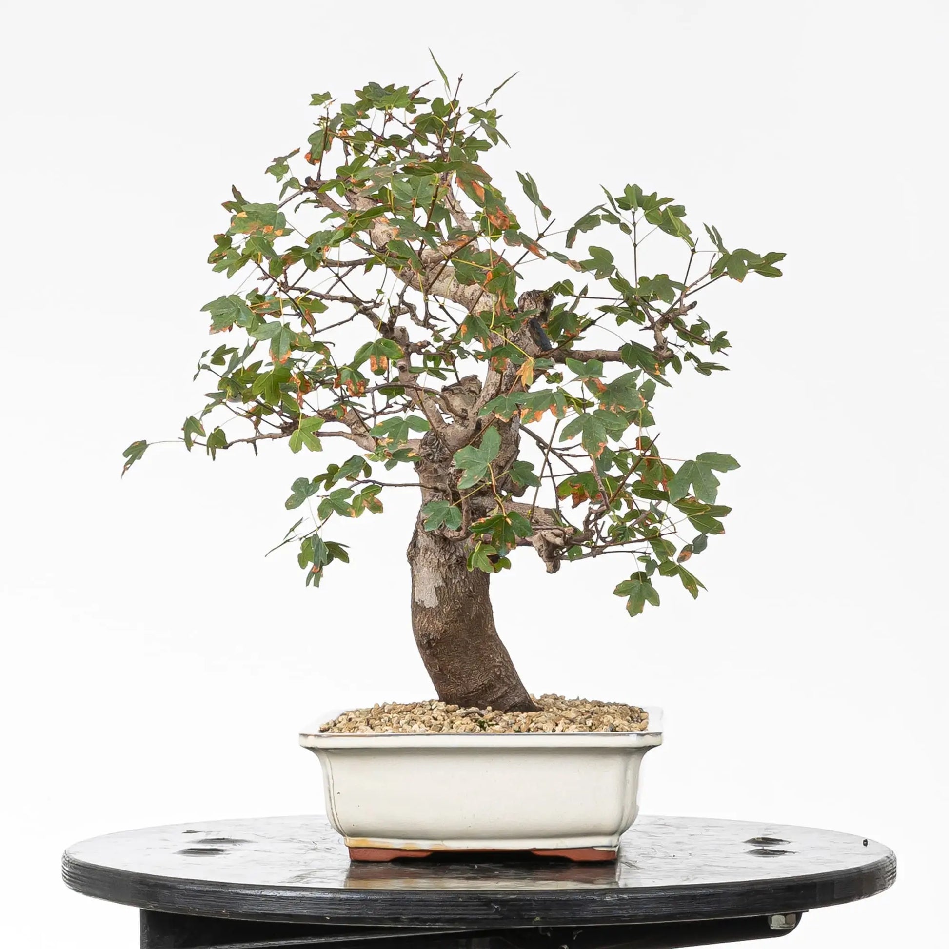 Lado derecho de arce