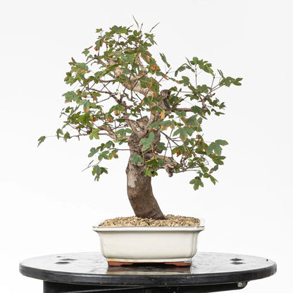 Lado derecho de arce