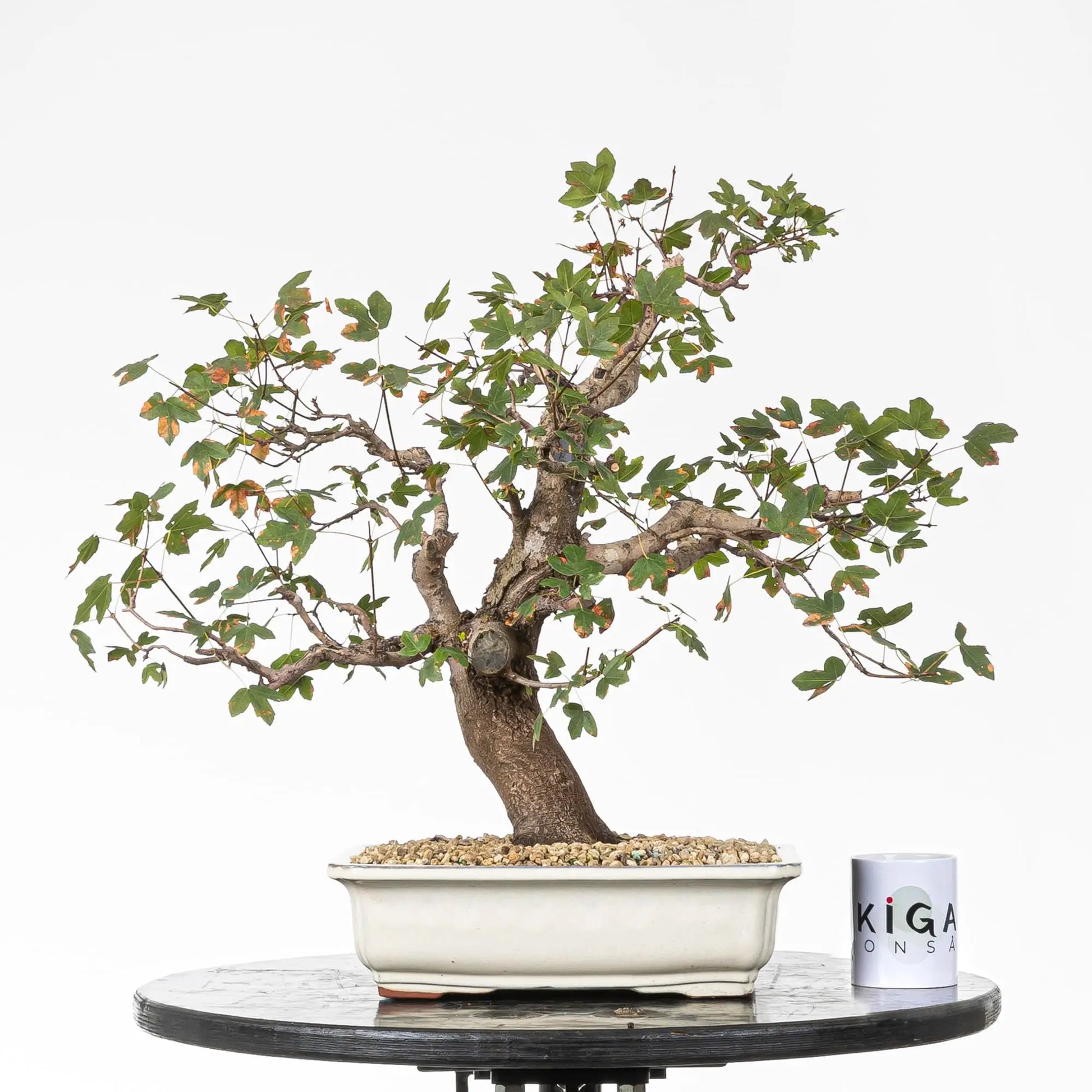 Comparativa de tamaño de bonsái de arce con taza de Ikigai Bonsái