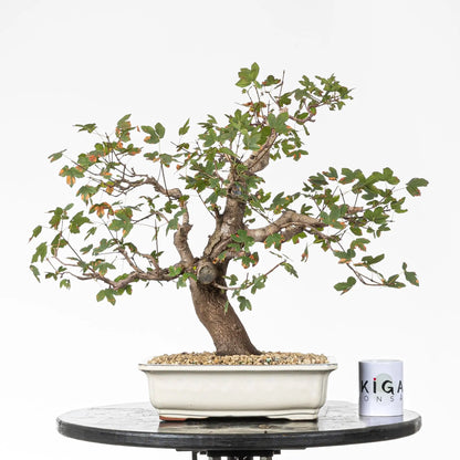 Comparativa de tamaño de bonsái de arce con taza de Ikigai Bonsái