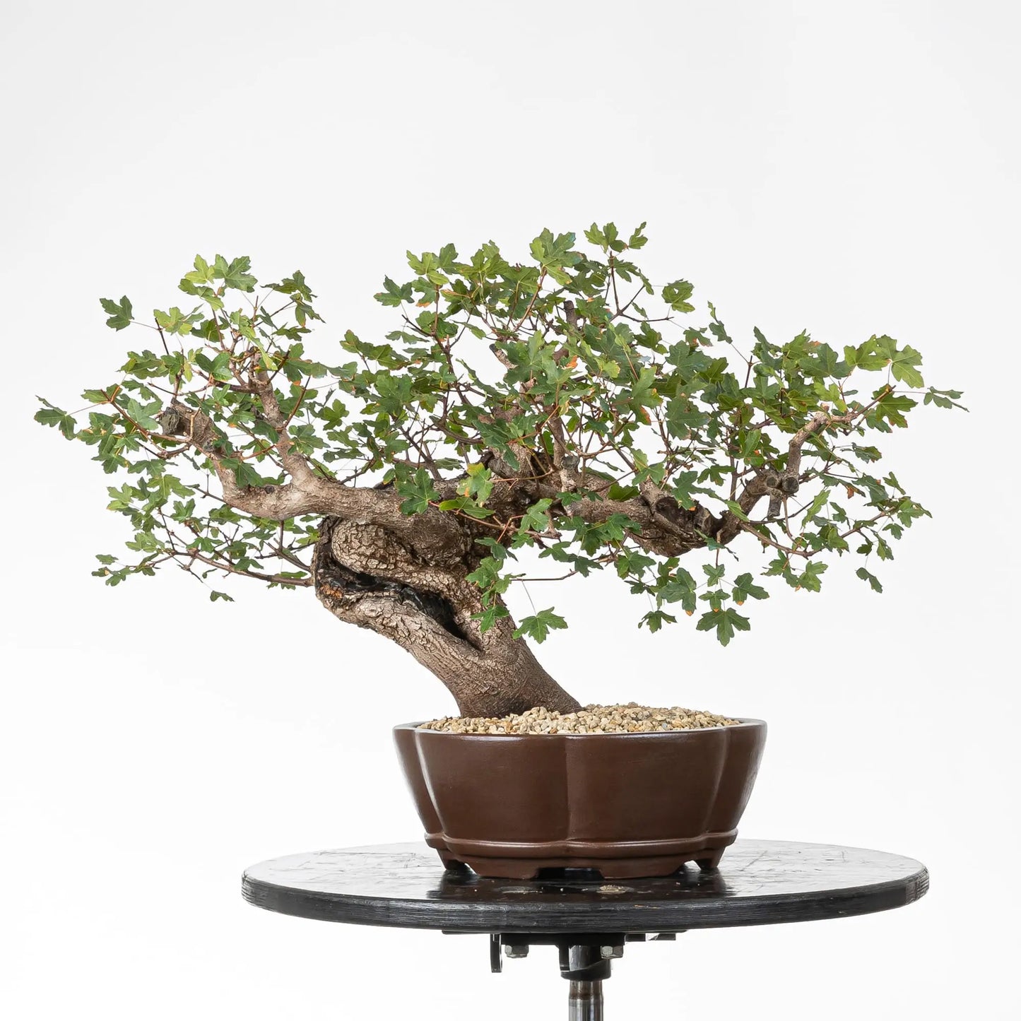 Frente de bonsai de montpellier en maceta de mokko