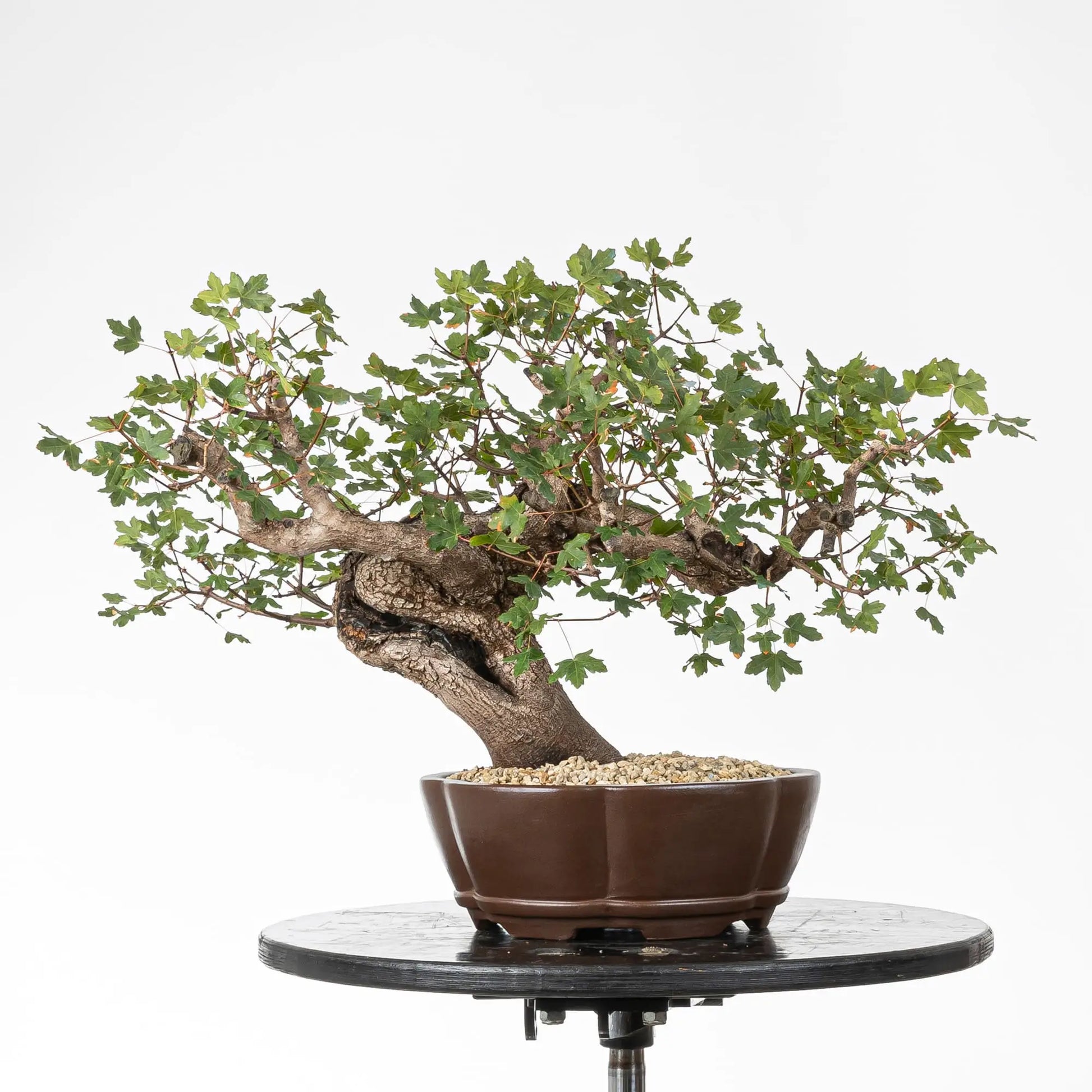 Frente de bonsai de montpellier en maceta de mokko