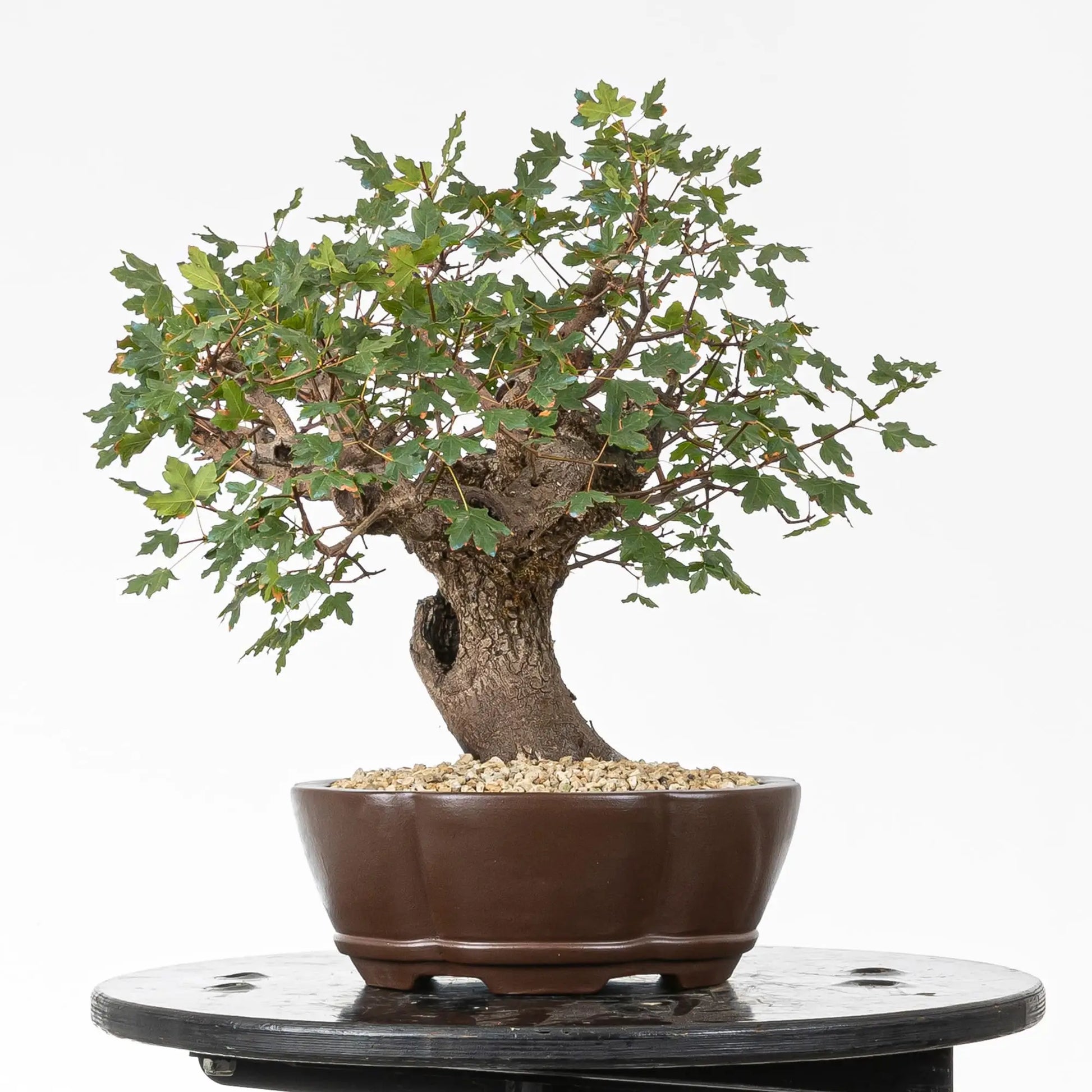 Cara izquierda de bonsái de arce montpellier