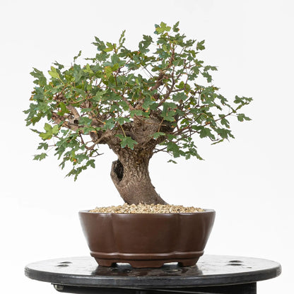 Cara izquierda de bonsái de arce montpellier