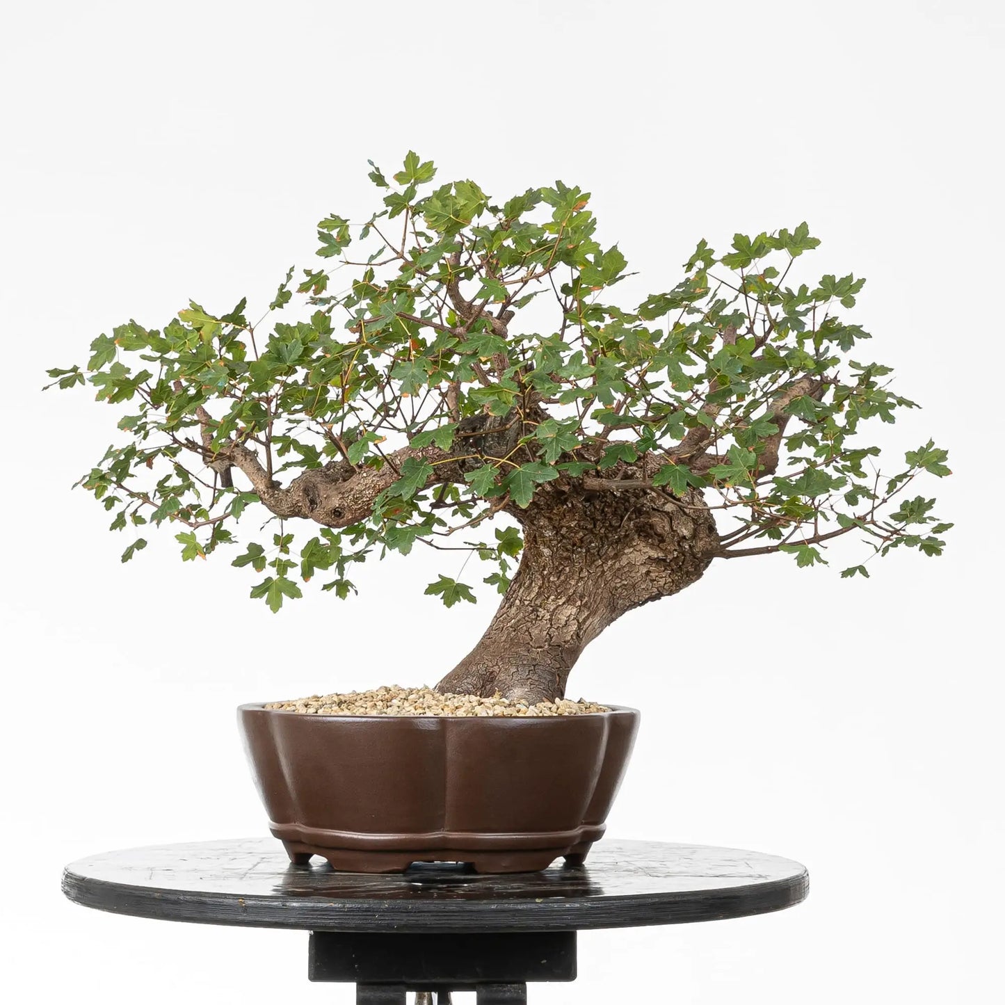 Cara trasera de bonsái de arce de montpellier